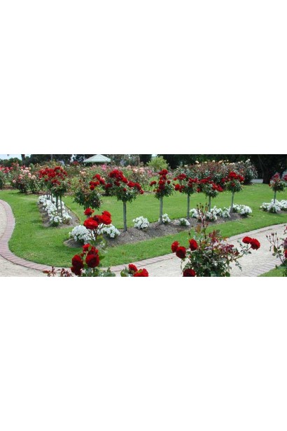 Штамбовая роза придает саду вертикальную элегантность.